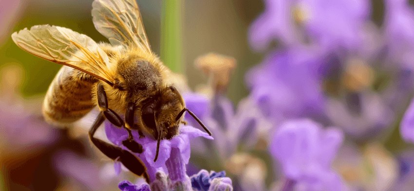 Close-up of a bee on a purple flower